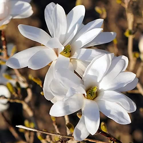 Magnolia Merrill, blühender laubabwerdender Strauch, für den Gartenbereich, ideal für den Outdoor-Garten, großzügige Blü