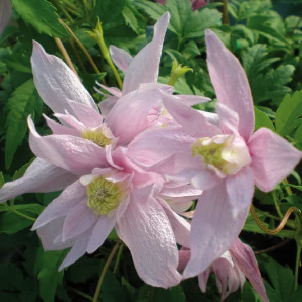 Clematis Großblütige Daniel Deronda 1L - Pflanze für Anfänger und professionelle Gärtner - Ideal für Kleingarten - Schön