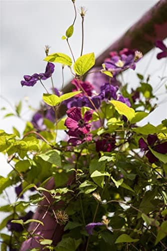 Clematis 'Rubra' winterhart und pflegeleicht für Rankgerüste
| Clematis 'Rubra' rote Blüten Juni-September, perfekt für