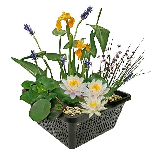 Van der Velde Wasserpflanzen Set Winterhart - 9 Teichpflanzen - Für Miniteiche und große Gartenteiche - Seerose, Schwane