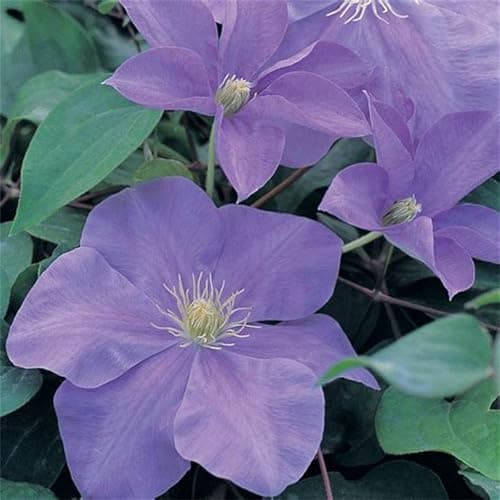 Clematis Zwiebeln, Mix Mehrjahrig, Kletterpflanzen im Topf - Lange Blütezeit, Winterharte Bienenfreundlich, Balkon Pflan