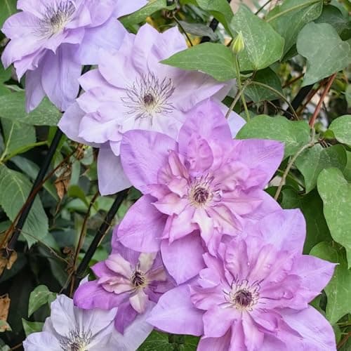 Clematis Pflanze Winterhart Mehrjährig Ideal für Pergolen und Zaune - Stark wachsend & easy zu kümmern - 3 Zwiebeln Pake