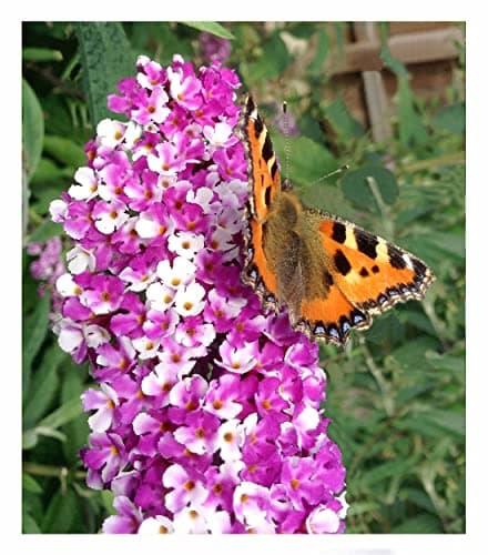 BALDUR Garten dreifarbiger Schmetterlingsstrauch 'Papillion Tricolor', winterhart, trockenresistent, bienenfreundlich