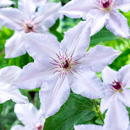 Clematis Tricilor Kollektion (3 Pflanzen) - Weiß-Rot-Rosa-Violett Farben, Winterhart und Mehrjährig, Stauden aus Holland