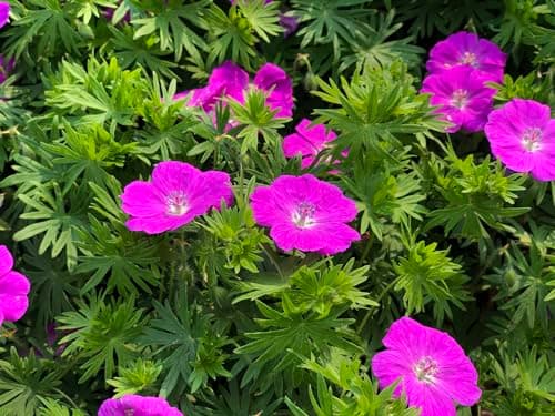 10 x Geranium sanguineum 'Max Frei' - Kompakt, leuchtend und unermüdlich blühend - Tolle leuchtende Blüten - für Gartena