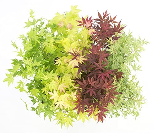 Bloomique - Mischung aus 4 Japanischen Ahornbäumen - Topfpflanzen für den Wintergarten - Winterhart - 20-30 cm hoch - 10