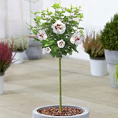 Hibiscus Speciosus Rose von Sharon - Laubabwerfender Topfbaum für Gärten & Terrassen - Schönheit für Deinen Garten und T