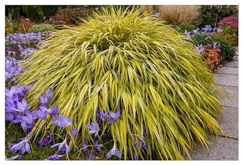 Hakonechloa macra 'Aureola' im 1 Liter Topf - Japanisches Gold Berggras für zeitlose Gärten - Goldgestreifte Harmonie vo