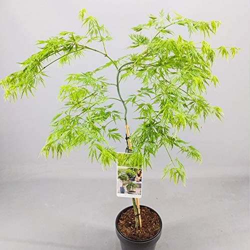 **Acer Dissectum Baum - kleine Gärten - tolle Ahorn-Topf-Blütenpflanze**
| **Acer Dissectum Baum Japanisch - perfekt fü