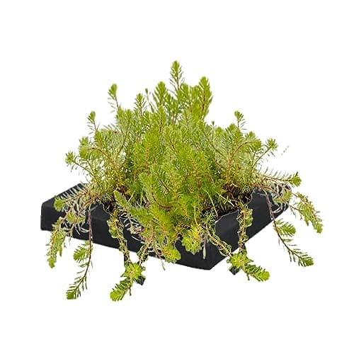 vdvelde.com - Bio Teichpflanzen Schwanenblume Schwimminsel - Nachhaltig aus eigener Gärtnerei - Ideal für familienfreund