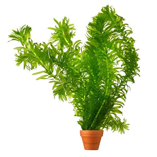 vdvelde.com - Grobes Hornblatt - 5 Liter - Schwimmende Sauerstoffpflanze - für Aquarier - ideales Sauerstoffierenetz - P