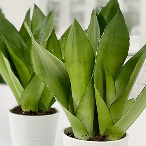 Sansevieria Moonshine Schlangenpflanze für Zuhause und das Büro (30-40cm mit Topf)