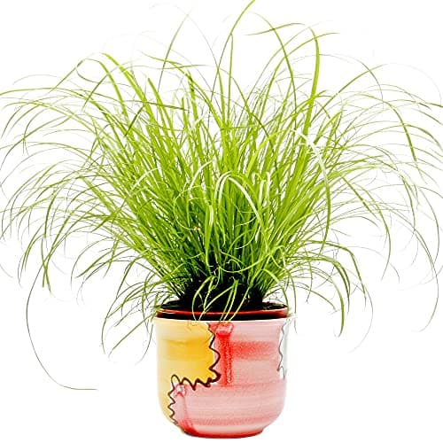 Cyperus Zumula - Katzengraß | Ideal für Katzenverdauung und gesunde Haltung | 20-30cm getopft