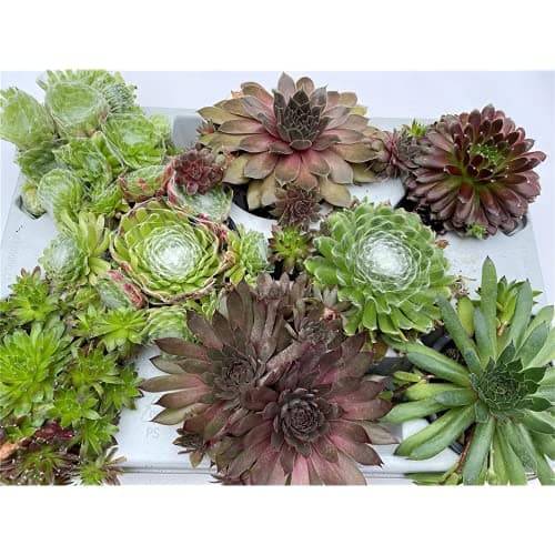 HAUSWURZ MIX SET - Dachwurz, Sempervivum, winterhart, Blumen'Eber 8er Mix für Gärtner in Topfgröße 9-10 cm - Optimal für