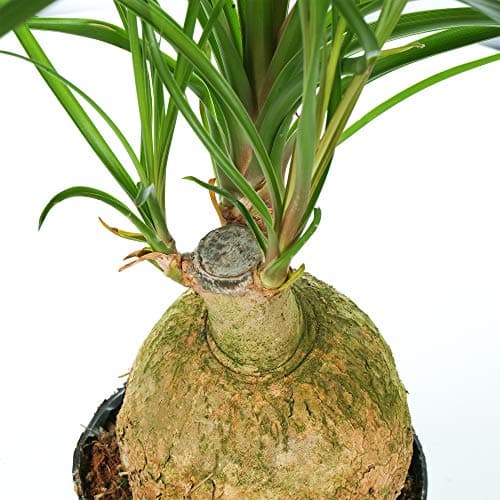 Beaucarnea Recurvata Ball 12cm fürzimmerinternativerTrendsminiaturpflanze
