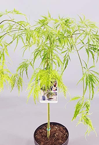 **Acer Dissectum Baum - kleine Gärten - tolle Ahorn-Topf-Blütenpflanze**
| **Acer Dissectum Baum Japanisch - perfekt fü