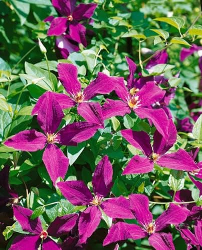 Clematis viticella 'Polish Spirit' -violett Blüten-ideal für Rankgerüste-pflegeleicht-winterhart