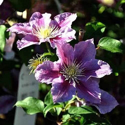 Clematis Piilu Lavendelrosa/Pink 2 X 1,5 Liter Töpfe 2-er Set Winterhart 2 X Mehrjährig Kletterpflanze