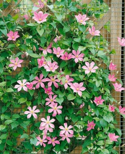 Clematis Hybrid 'Comtesse de Bouchaud' - pflegeleicht und winterhart, ideal für Rankgerüste, rosige Blüte Juni-September