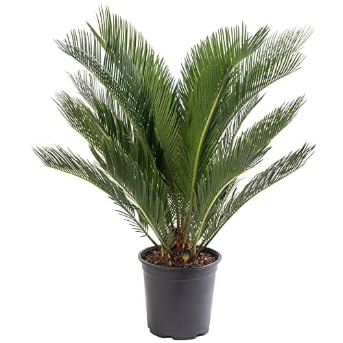 Sago-Palme immergrün groß exotisch selten hoch
