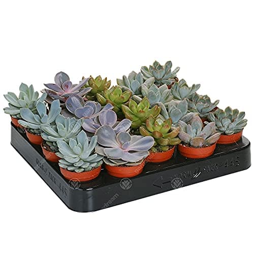 20 ECHEVERIA SAMMLUNG VON SCHÖNEN PFLEGELEICHTEN SUKKULENTEN Für Anfänger im Innenhof