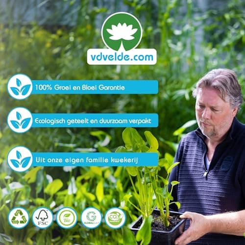 Vdvelde.com - Große Stranddistel für Teichpflanzenfilter - Winterharte Teichpflanzen - 30 lose Filterpflanzen - Für ca.