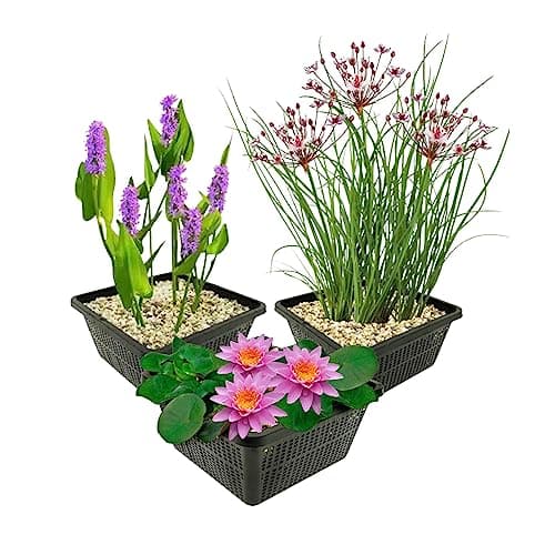 Van der Velde Wasserpflanzen Set Winterhart - 9 Teichpflanzen - Für Miniteiche und große Gartenteiche - Seerose, Schwane