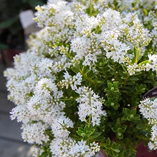 Hebe buxifolia 9cm Topf - immergrüner blühender Gartenstrauch für anprechende Gärten und Parks