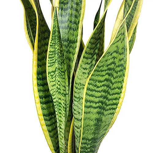 Sanseveria Laurentii Bunte Schlangepflanze Gesunder Indoorstrauch im 9CM Topf