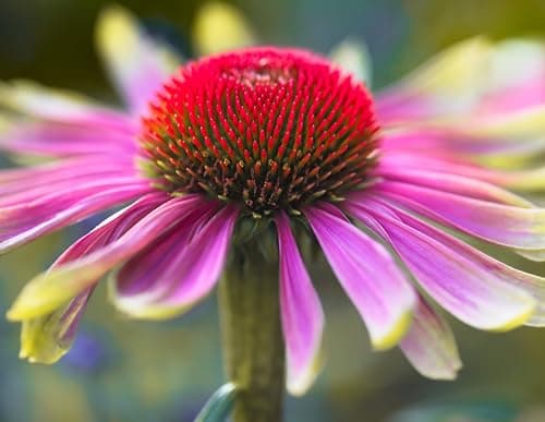 3 x Echinacea purpurea 'Green Twister' - Einzigartiges Farbspiel für den Garten - sehr Bienenfreundlich - Stauden Gänge