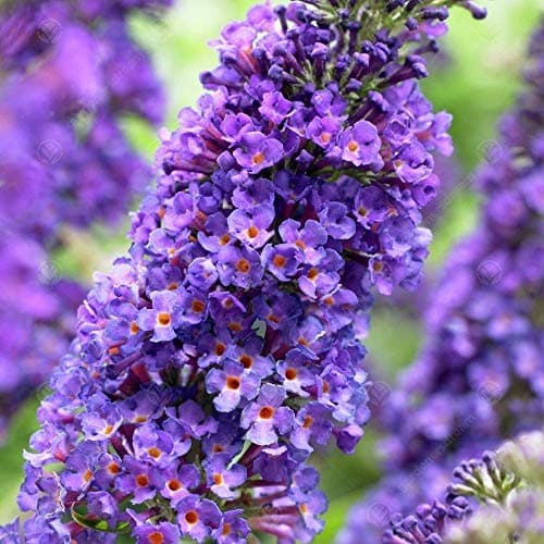 Buddleia Davidii Empire Blue Schmetterlingsflieder Duftender Gartenstrauch - Duft,Ideal für Vordergarten,Praktische Größ