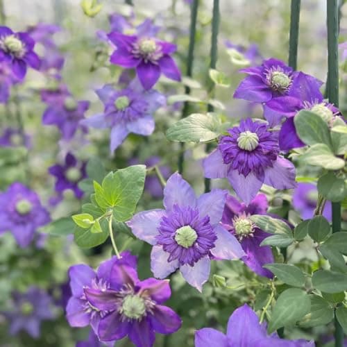 Clematis Pflanze Winterhart Mehrjährig Ideal für Pergolen und Zaune - Stark wachsend & easy zu kümmern - 3 Zwiebeln Pake