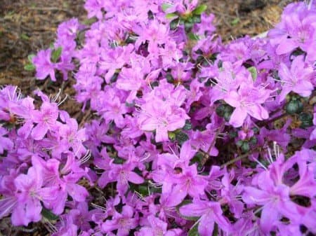 Japanische Azalee Rhododendron obtusum Diamant -<decltype>R- himmelblau für Anfänger im GartenSpecifications 2 Liter Pfl