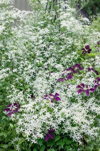 Clematis flammula 60-100 cm - Duft-Waldrebe,Blumenstrauch, ideal für Gartenanpflanzungen, bienenfreundlich, pflegeleicht