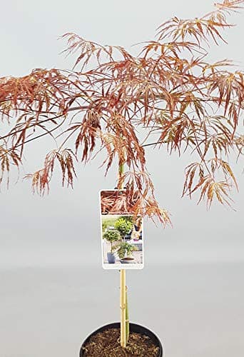 Lebendiger Japanischer Ahorn Topfpliant für kleine Gärten - Acer Inaba Shidare Tree
| Acer Inaba Shidare Tree - Topfbäu