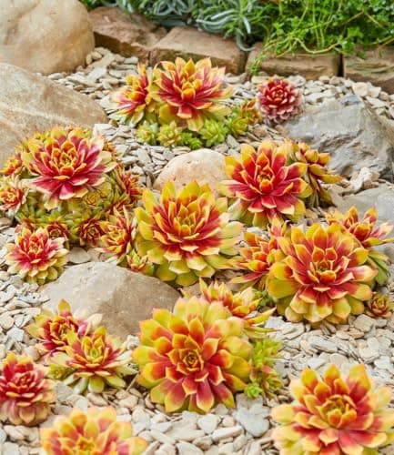 BALDUR Garten Sempervivum 'Gold Nugget®', winterharte Pflanzen, pflegeleicht, mehrjährig