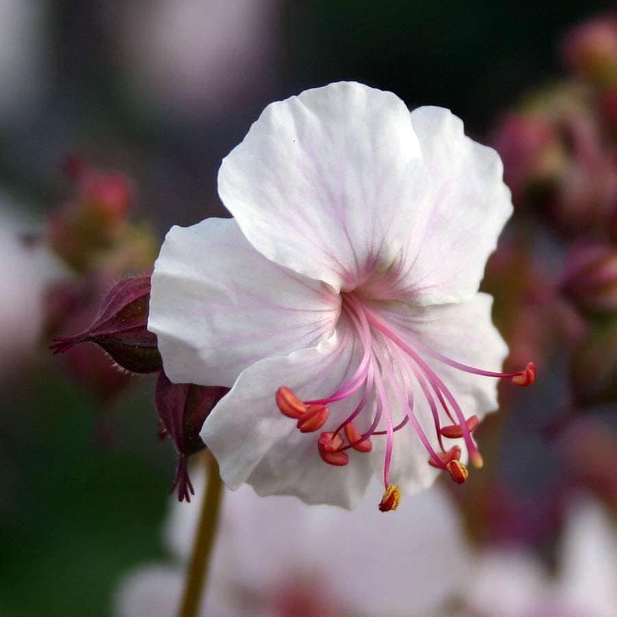 3 x Geranium cantabrigiense 'Saint Ola' - Winterhart - Strahlendes Weiß für den Garten - von Stauden Gänge

3 x Geranium