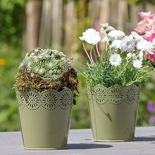 Sempervivum Mix Hauswürz - Dekoration fürɑlles_dicke_Pflanzen
| Sempervivum Mix Hauswürz - 6er_Set_Für_Ihr_Garten
| Sem