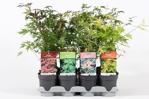 4 x Acer Bäume | Winterharte Gartensträucher für den Inanspruchungsbereich der Gartenanfänger| ideal für den Frühlingsan