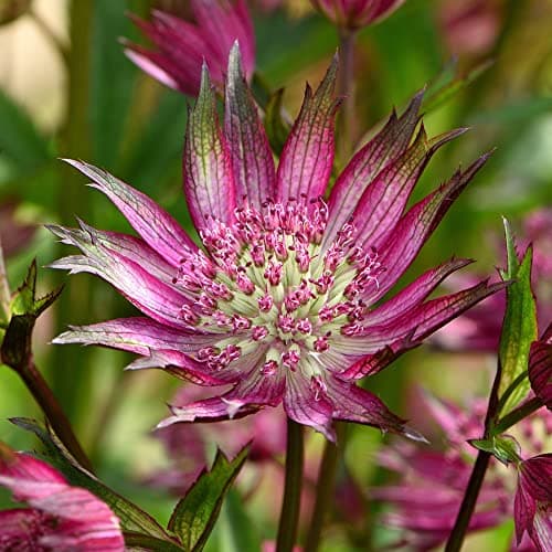 Astrantia Star of Love Meisterwurz - Laubabwerfende Outdoor-Staude für den Garten