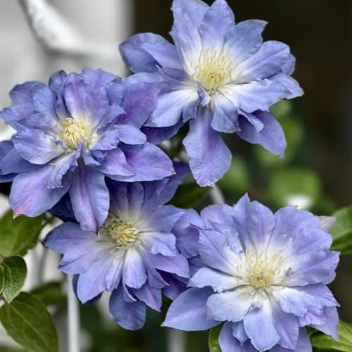 Clematis Zwiebeln & Knollen - Langlebige Gartendekoration - Ideal für Anfänger - 3zwiebeln - Wundersame Blütenfarben