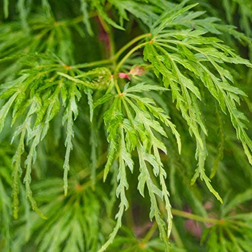 **Acer Dissectum Baum - kleine Gärten - tolle Ahorn-Topf-Blütenpflanze**
| **Acer Dissectum Baum Japanisch - perfekt fü
