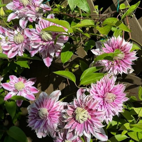 Clematis Zwiebeln & Knollen - Langlebige Gartendekoration - Ideal für Anfänger - 3zwiebeln - Wundersame Blütenfarben