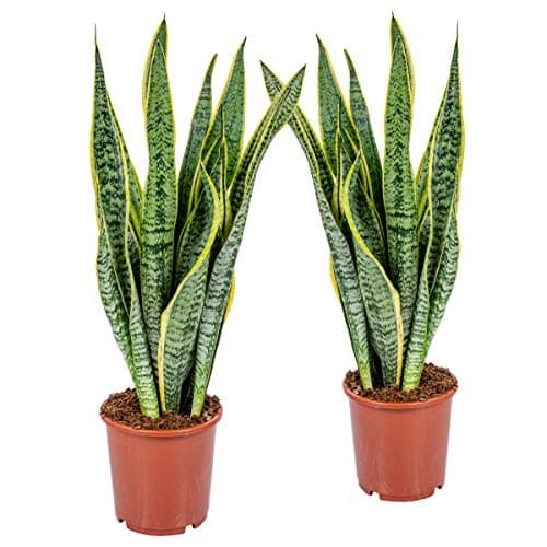 Bloomique Washingtonia Robusta - Winterharte Fächerpalme - Gartenpflanzen Winterhart - für Balkon - 50-70 cm Höhe - 14 c