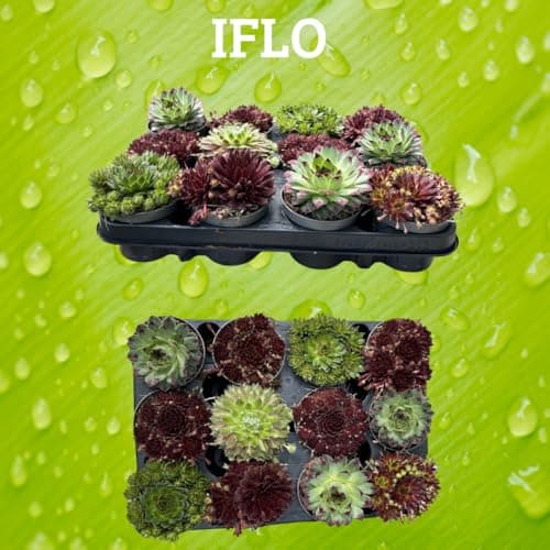 Winterharte Sempervivum Sukkulenten - pflegeleichte Zimmer- und Gartenpflanzen für Haushalte (12 Stück)