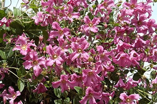 Clematis integrifolia 'Aljonushka' - Rosa Blüten, ideal für Rankgerüste, pflegeleicht