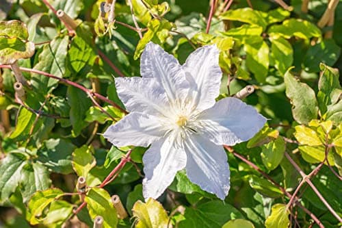 Clematis Hybride 'Destiny' - pflegeleicht, winterhart und ideal für Rankgerüste Weiße Blüten Mai-Septemberpiryhart Winte