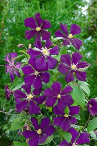 Clematis viticella 'Blue Belle' - Blaue Blüten, ideal für Rankgerüste, winterhart