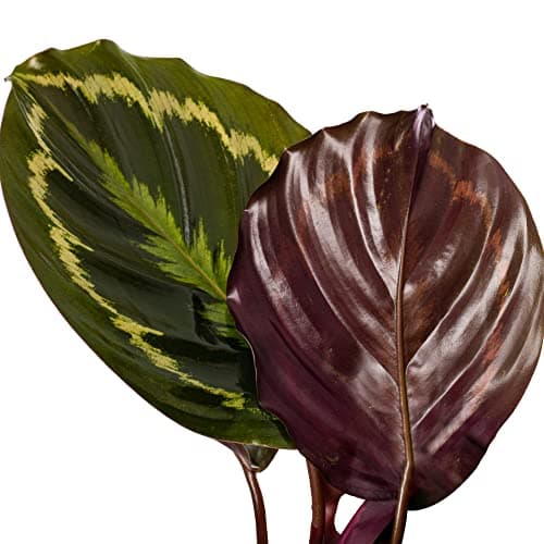 Calathea Medallion - große Zimmerpflanze, immergrüne Schönheit für jeden Raum, rustikal, selten