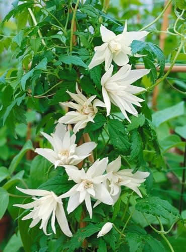 Clematis alpina 80-100 cm - Winterharte Rankpflanze, ideal für Rankgerüste, pflegeleicht und mit blauen Blüten im April-